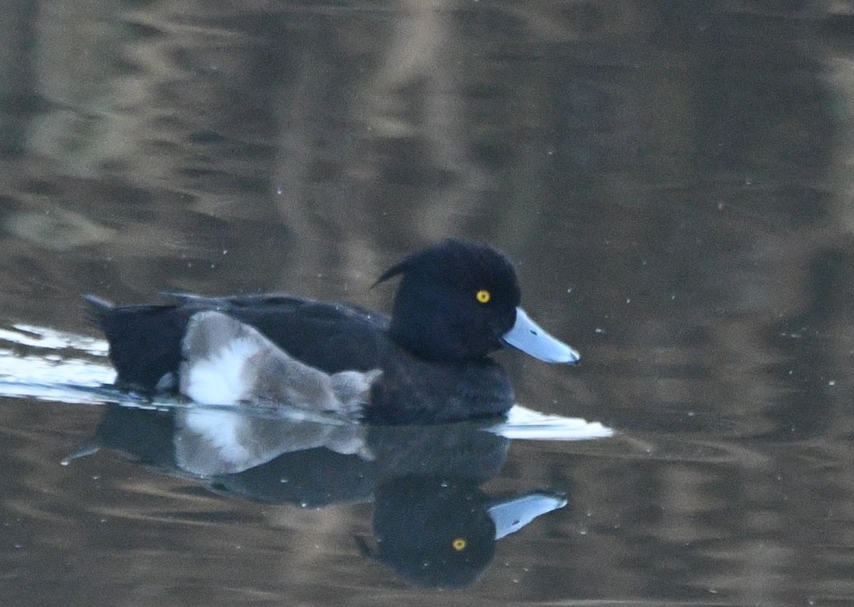 Tufted Duck - ML647490402