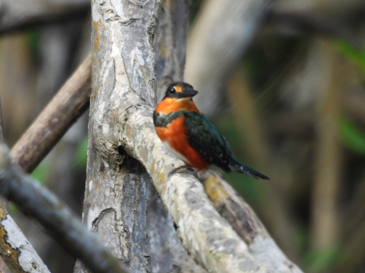 American Pygmy Kingfisher - ML647490404