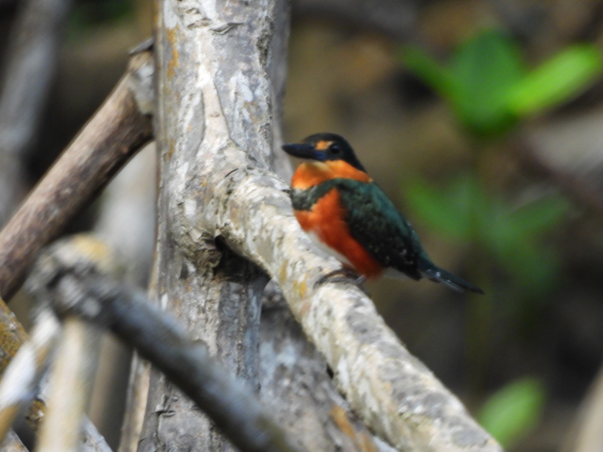 American Pygmy Kingfisher - ML647490405