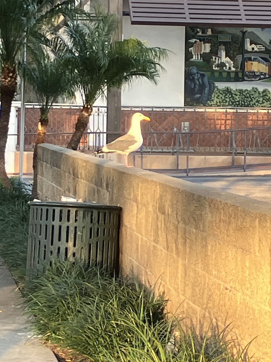 California Gull - ML647490406
