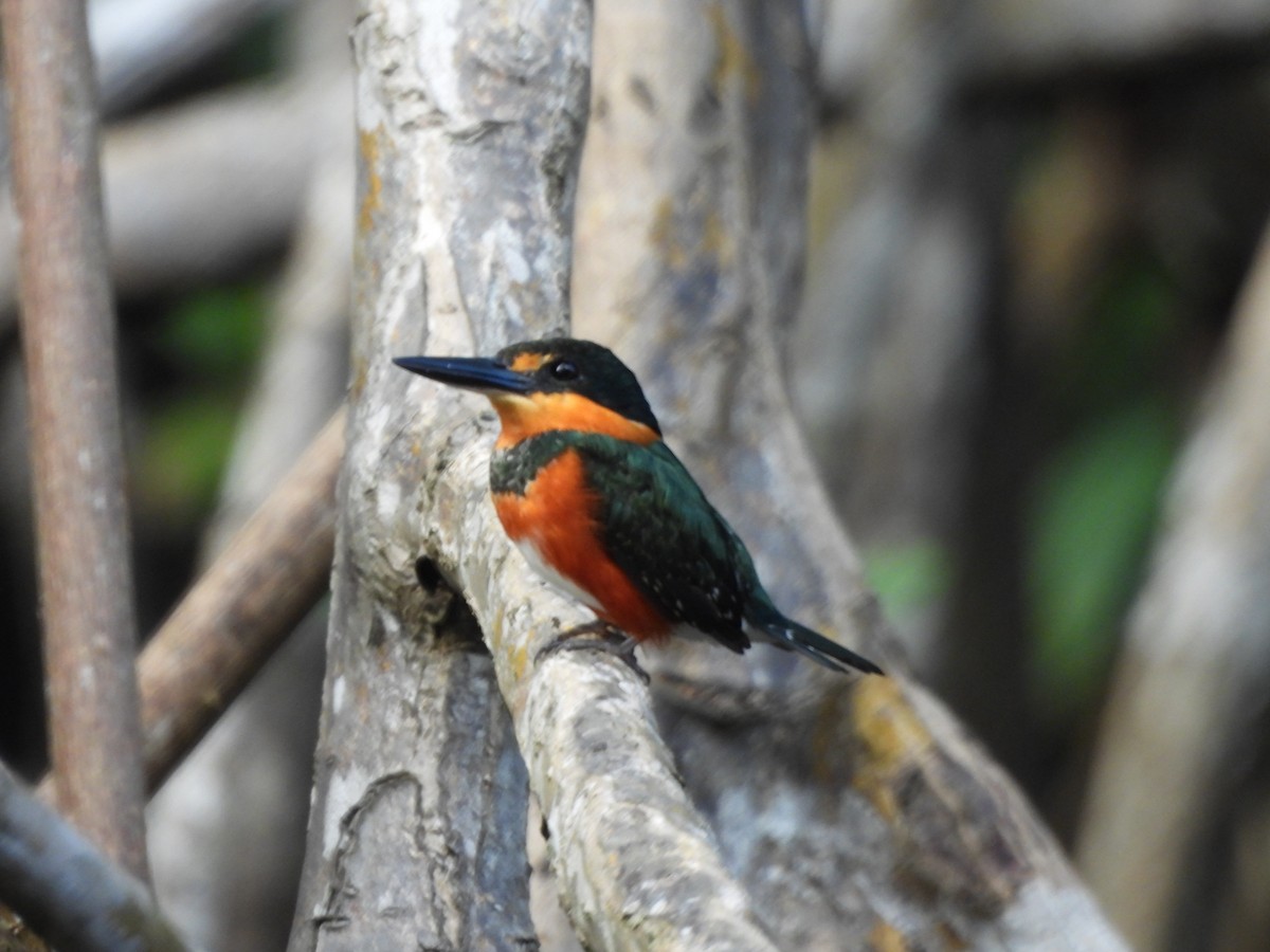 American Pygmy Kingfisher - ML647490407