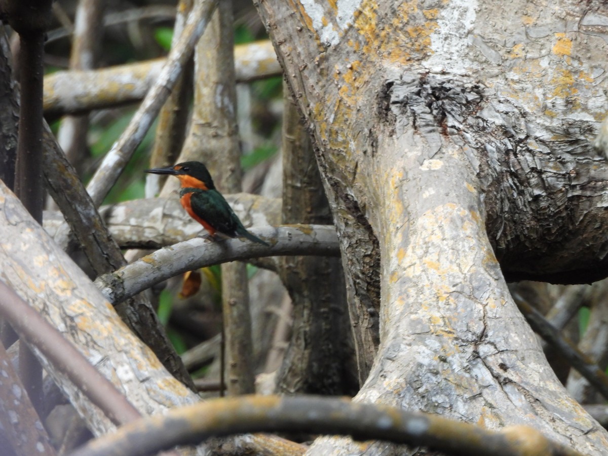 American Pygmy Kingfisher - ML647490408