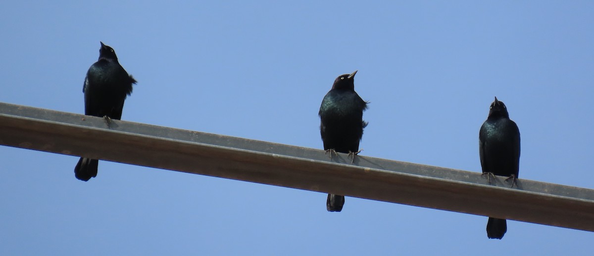 Brewer's Blackbird - ML647490409