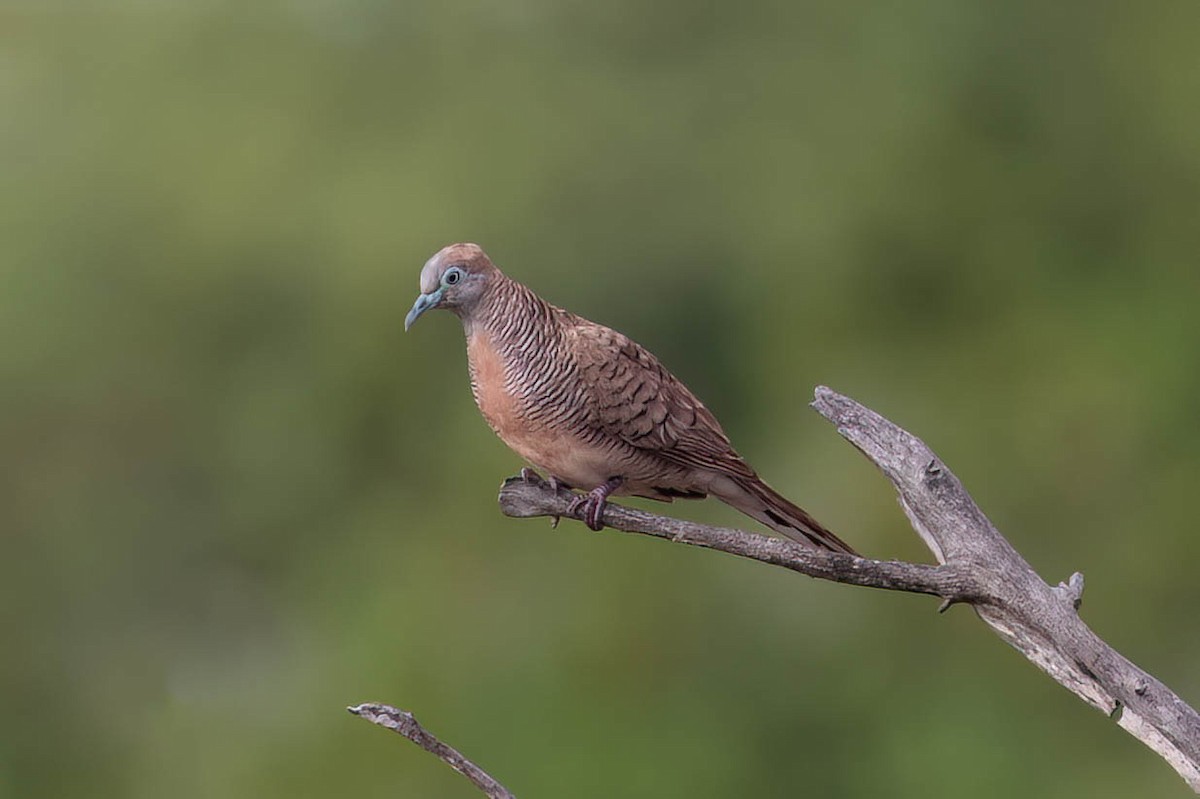 Zebra Dove - ML647490410