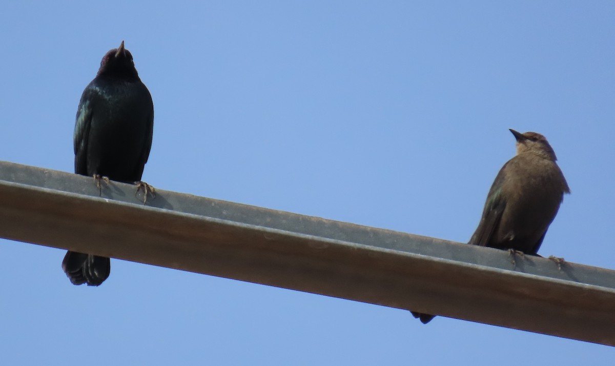 Brewer's Blackbird - ML647490411