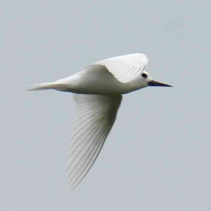 Blue-billed White-Tern - ML647490412