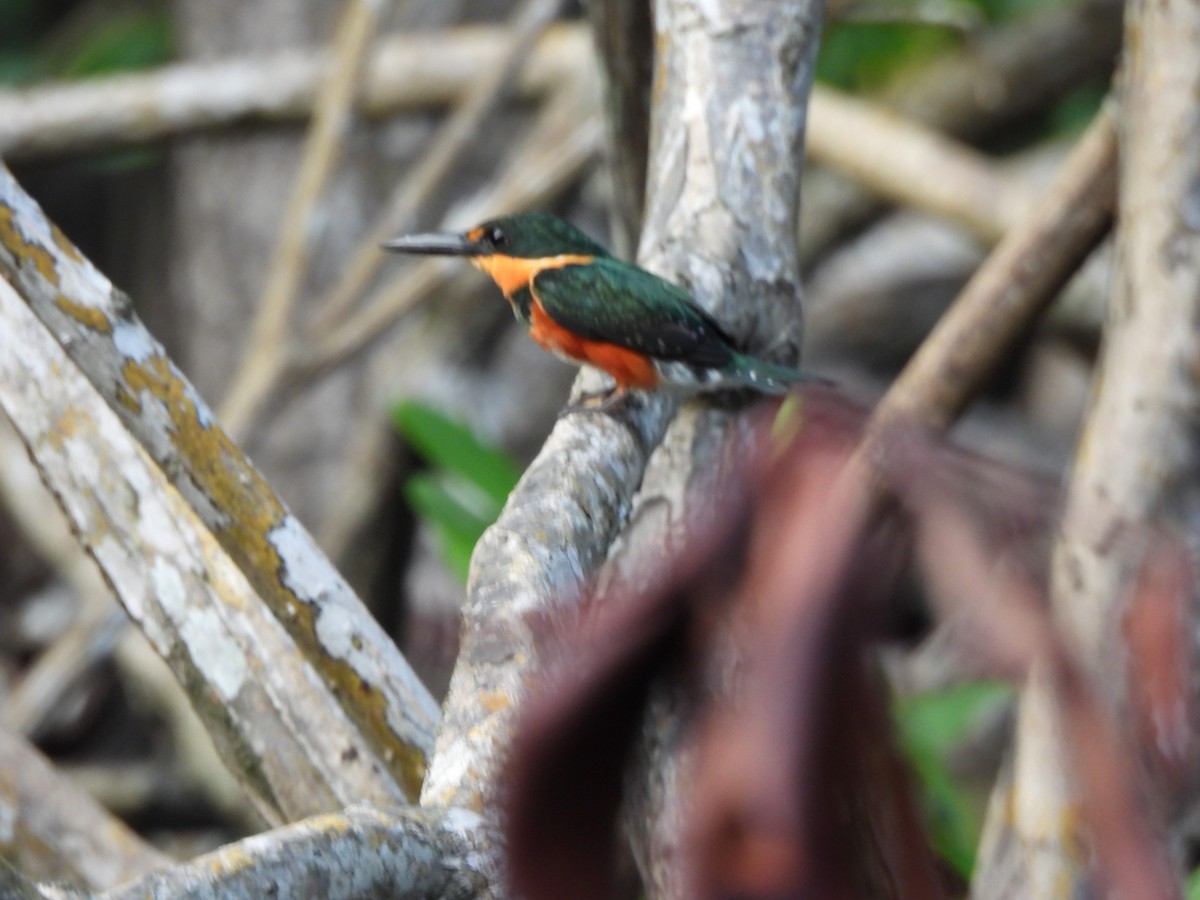 American Pygmy Kingfisher - ML647490414
