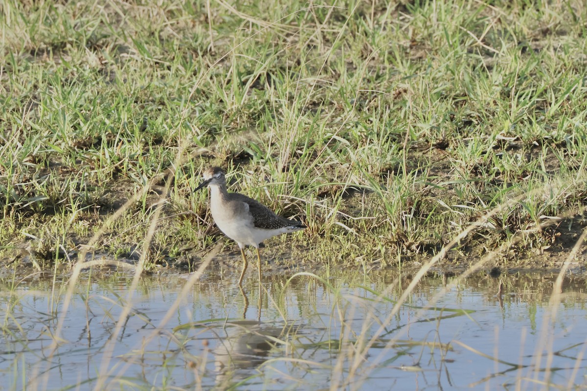 Wood Sandpiper - ML647490415