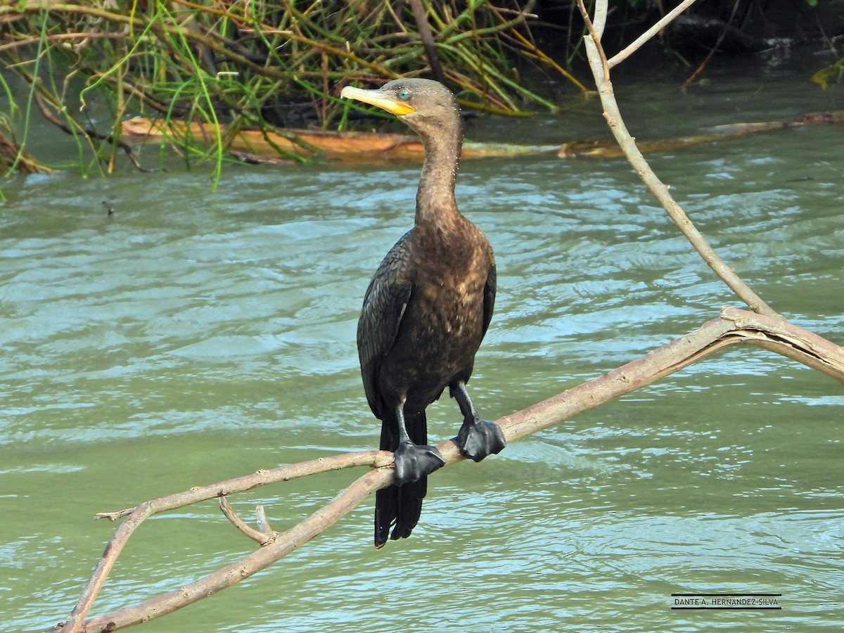 Neotropic Cormorant - ML647490416