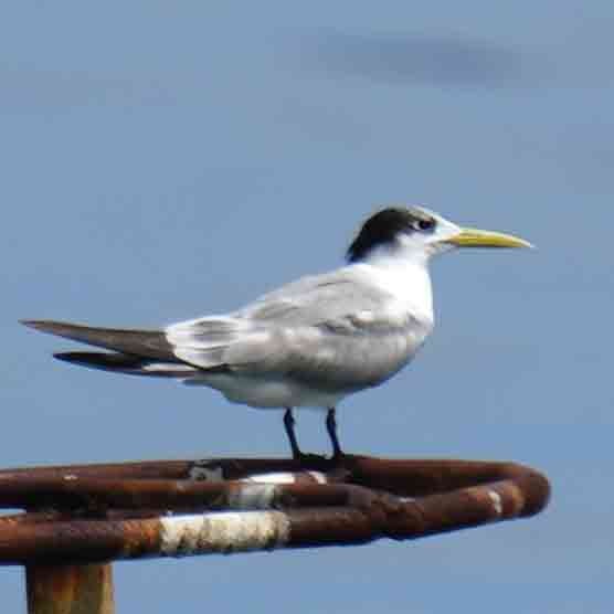 Great Crested Tern - ML647490417