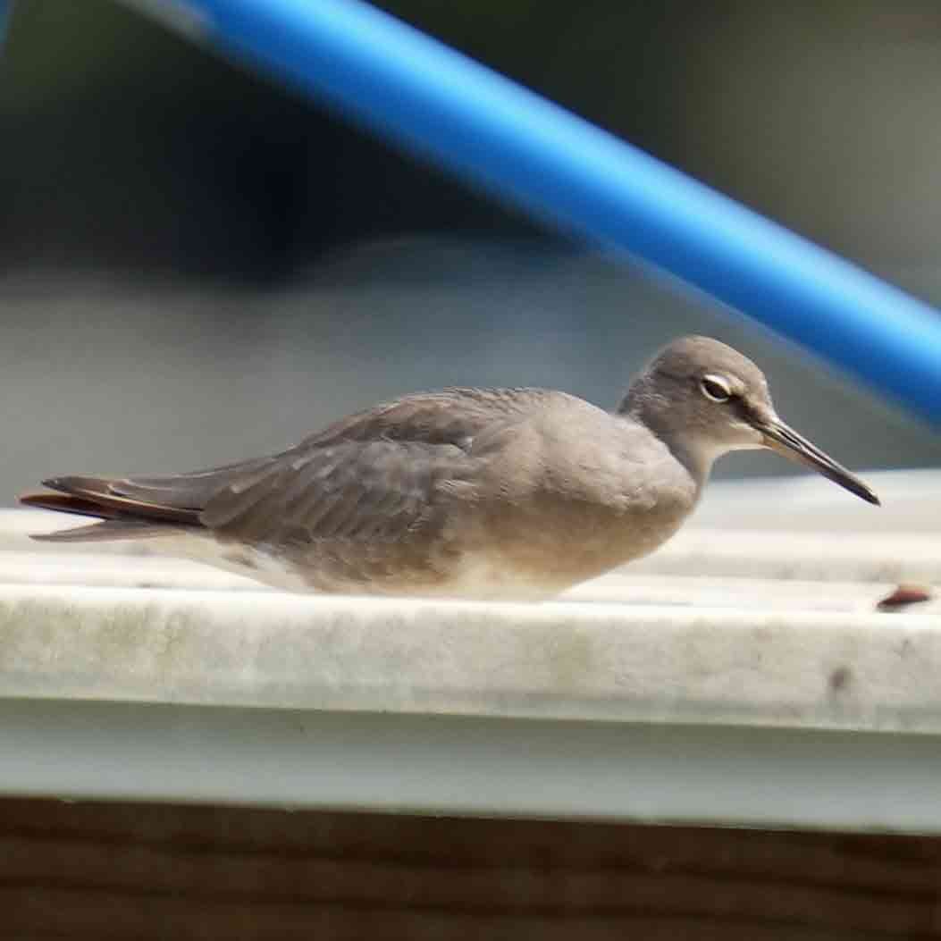 Wandering Tattler - ML647490419