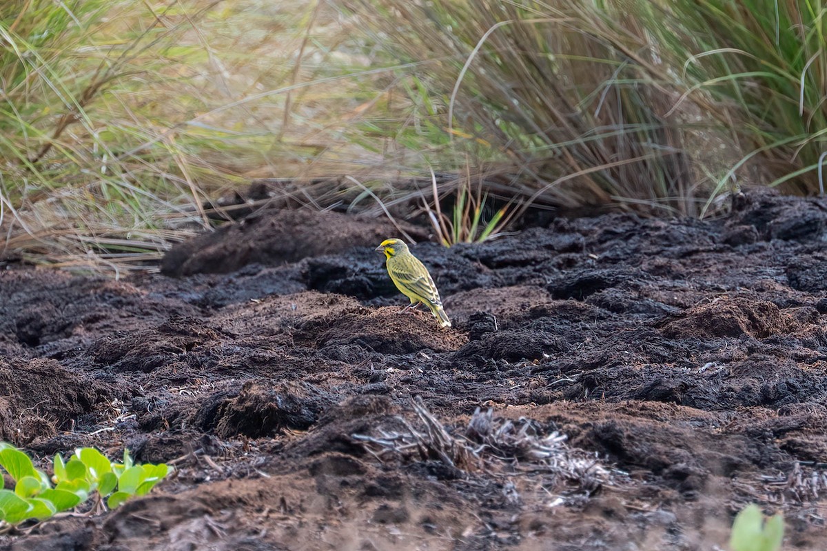 Yellow-fronted Canary - ML647490420