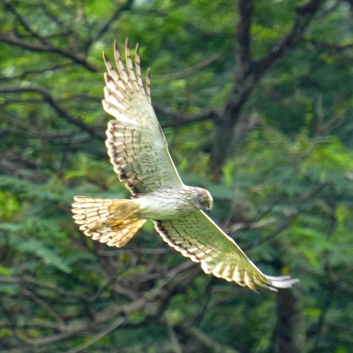 Swamp Harrier - ML647490421