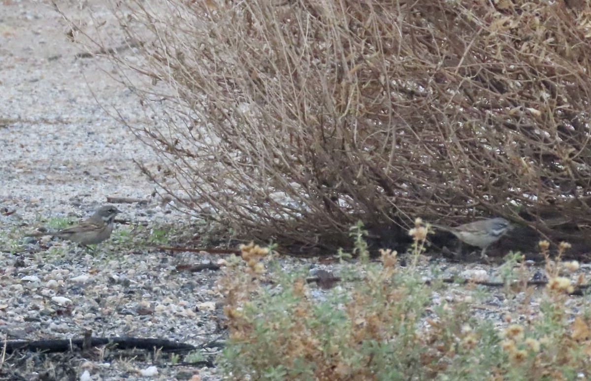 Bell's Sparrow - ML647490424