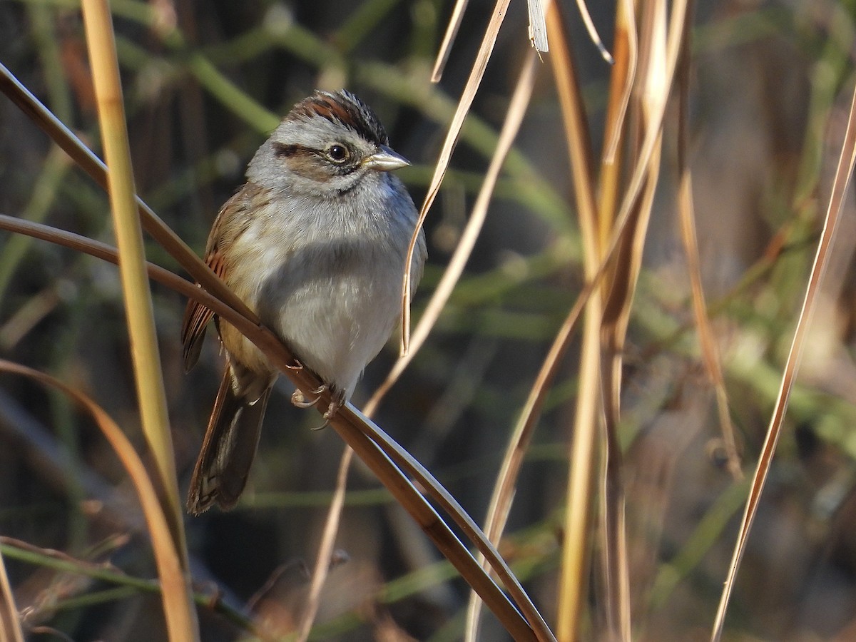 Swamp Sparrow - ML647490426