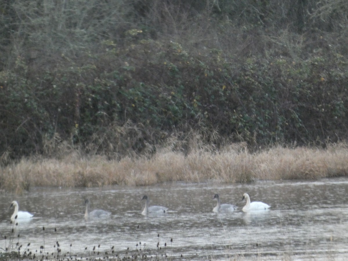 Tundra Swan - ML647490429