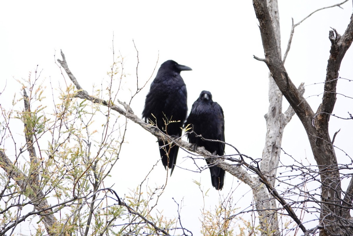 Common Raven - ML647490431