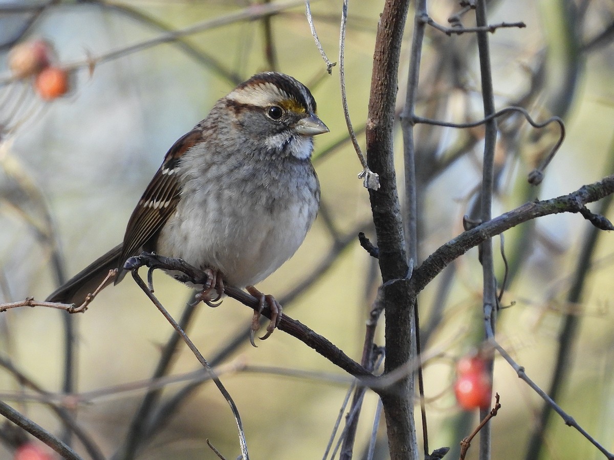 White-throated Sparrow - ML647490432
