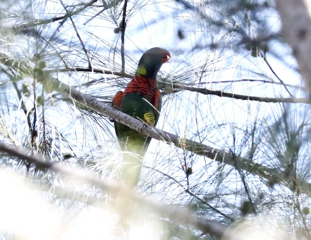 Coconut Lorikeet - ML647490433