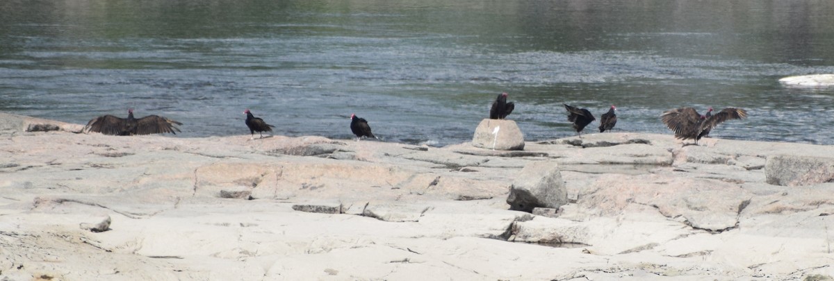 ヒメコンドル - ML647490444