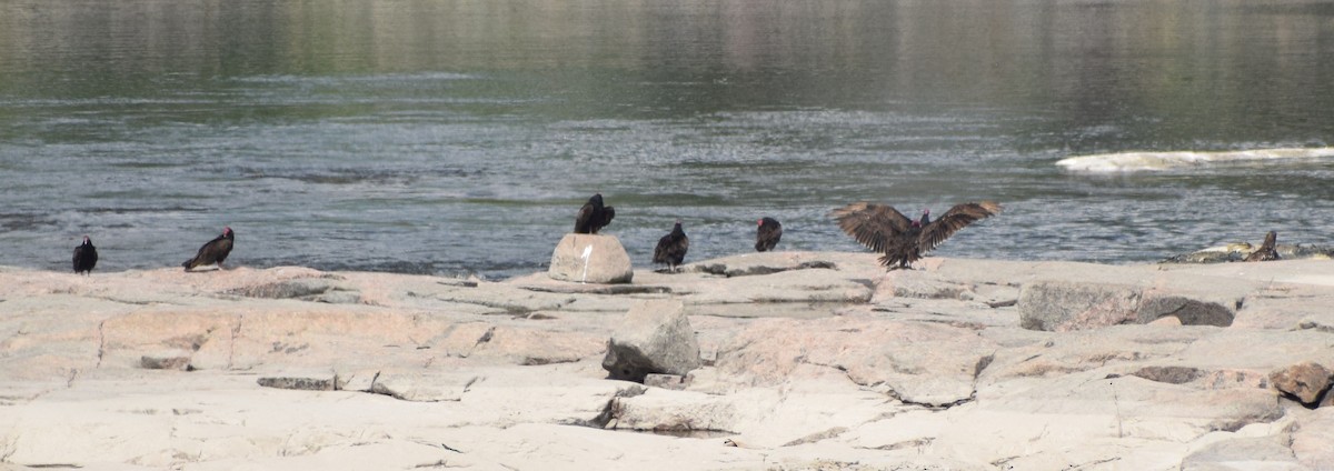 ヒメコンドル - ML647490445