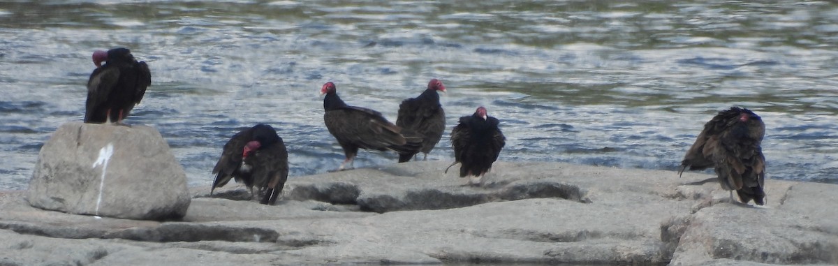 ヒメコンドル - ML647490446