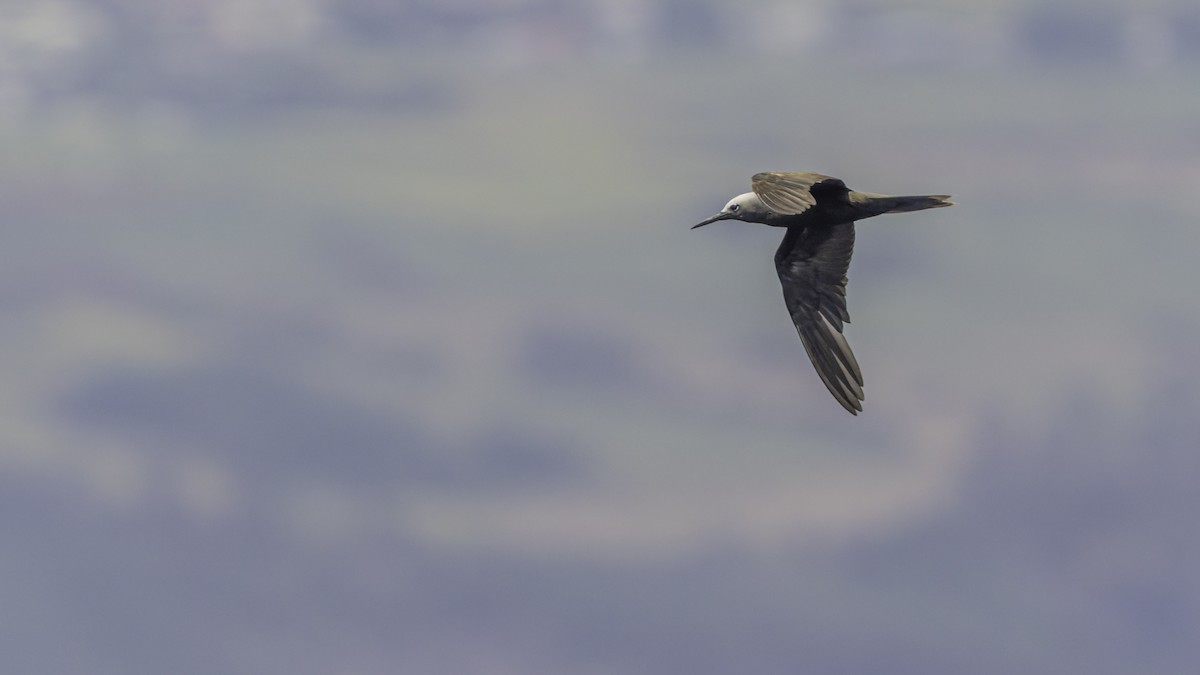 Lesser Noddy - ML647490459