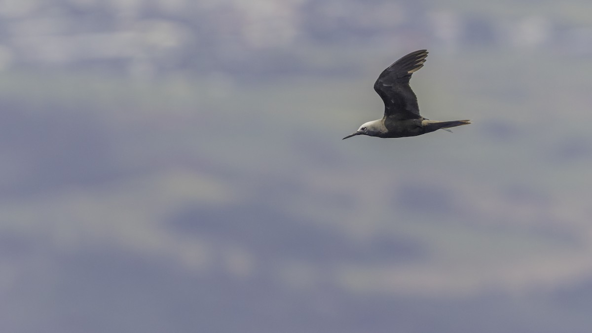 Lesser Noddy - ML647490460