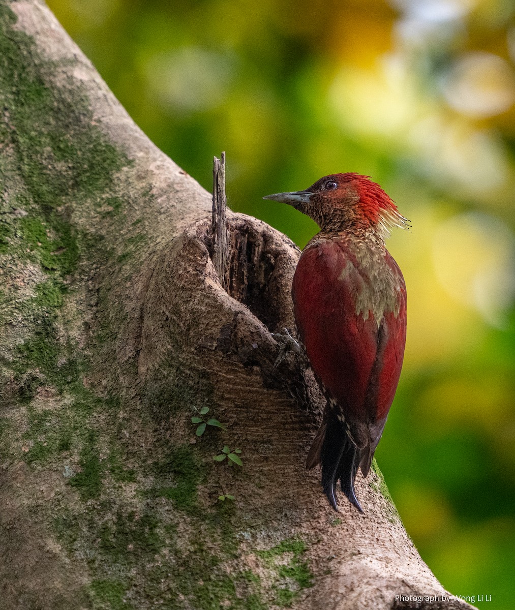 Banded Woodpecker - ML647490461