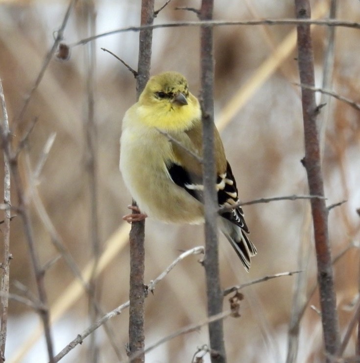 American Goldfinch - ML647490462