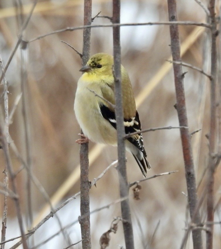 American Goldfinch - ML647490463