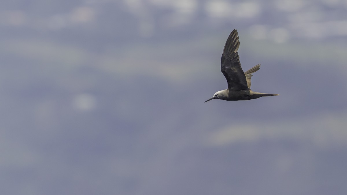 Lesser Noddy - ML647490464