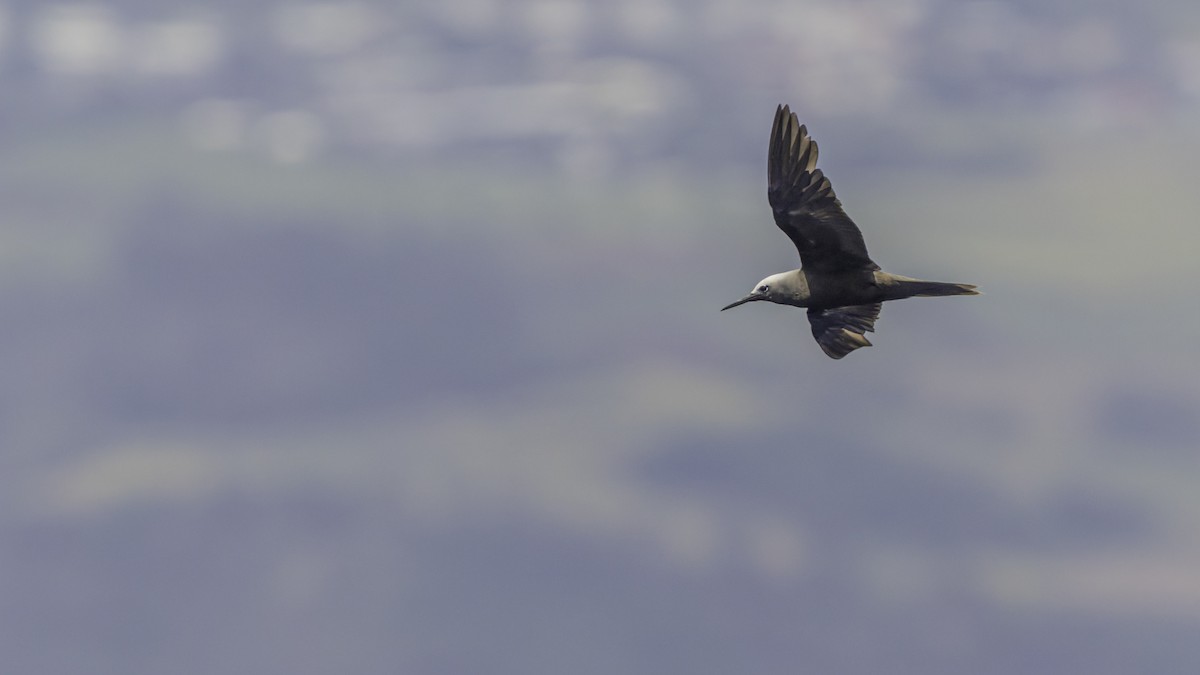 Lesser Noddy - ML647490466