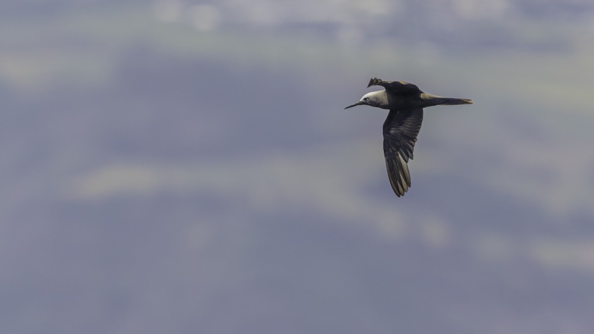 Lesser Noddy - ML647490467