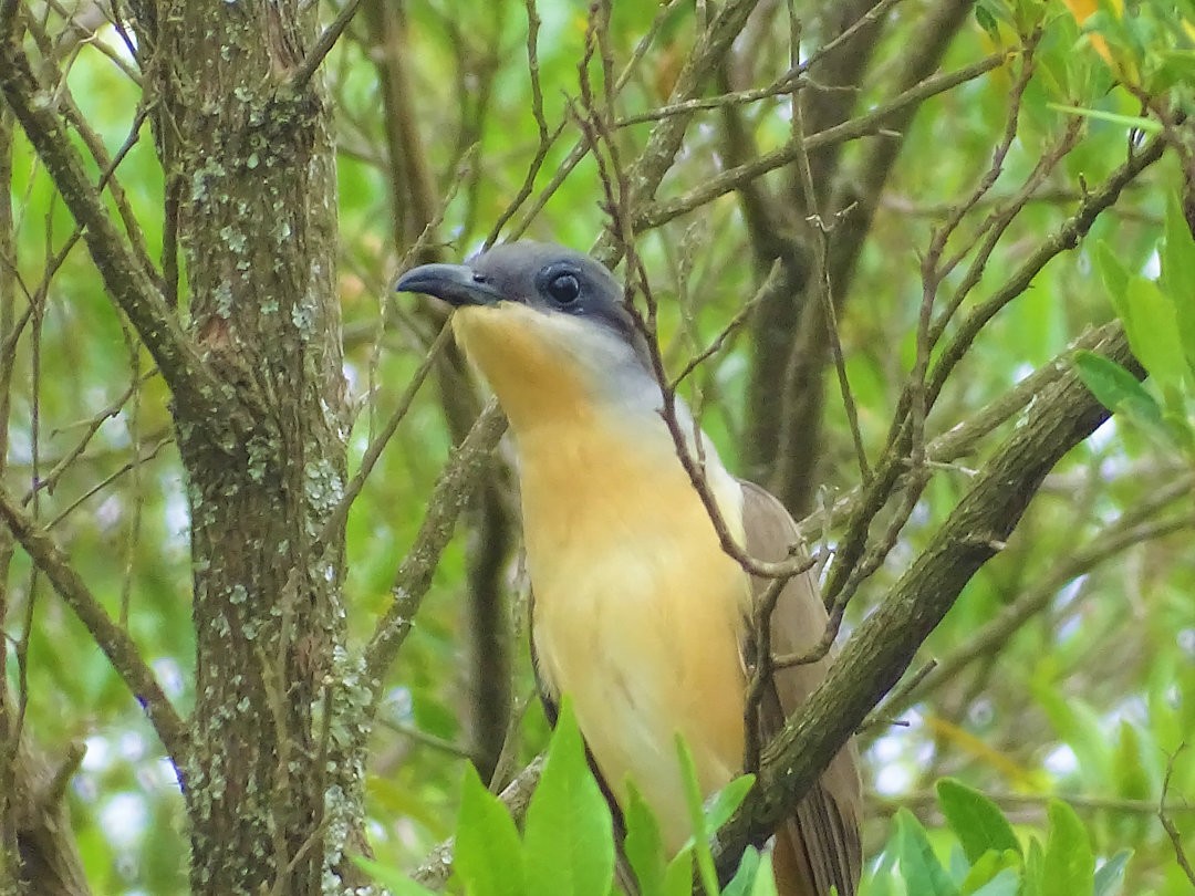 Dark-billed Cuckoo - ML647490468