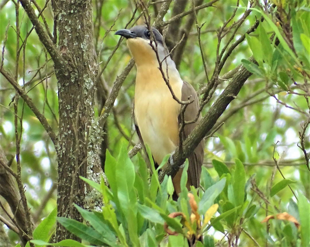 Dark-billed Cuckoo - ML647490469