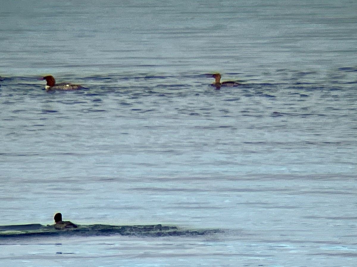 Red-breasted Merganser - ML647490471