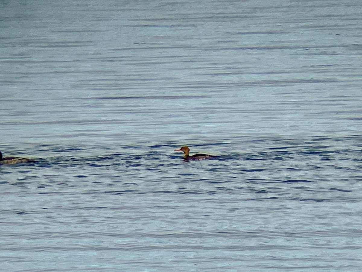 Red-breasted Merganser - ML647490472
