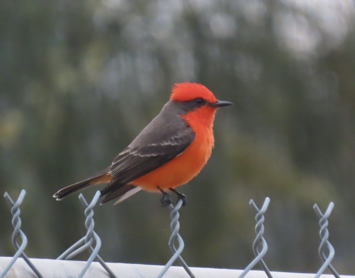 Vermilion Flycatcher - ML647490473