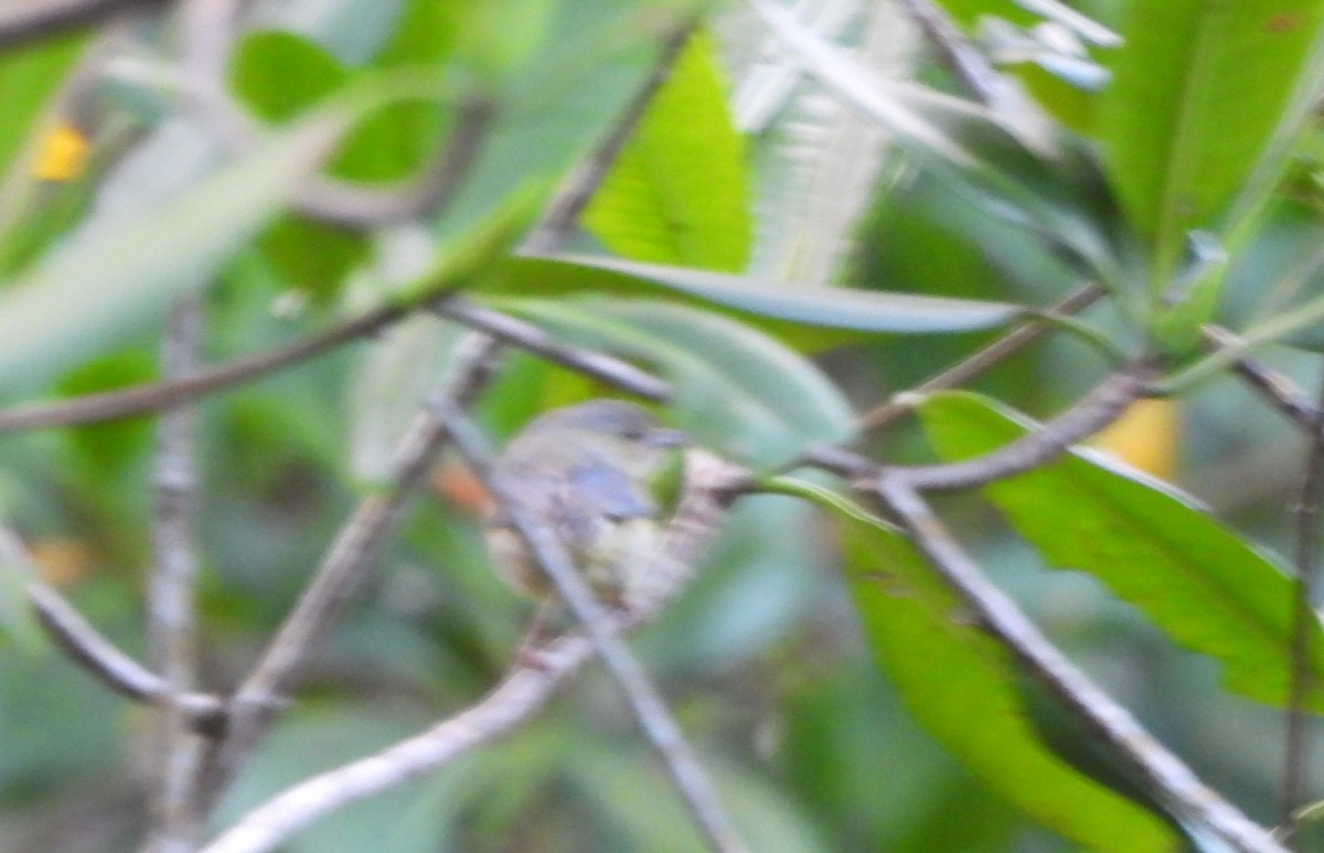 Bicolored Conebill - ML647490474