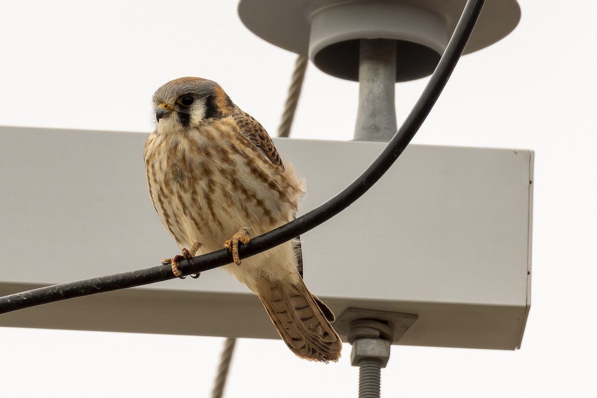 American Kestrel - ML647490477
