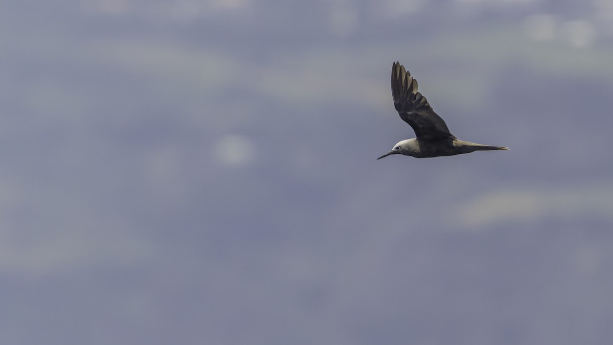 Lesser Noddy - ML647490478