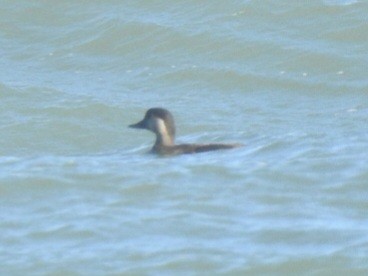 Black Scoter - ML647490479