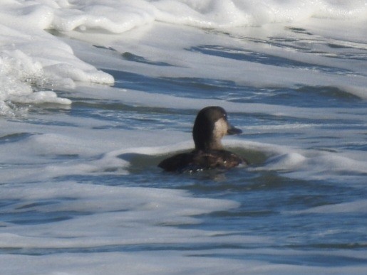 Black Scoter - ML647490480