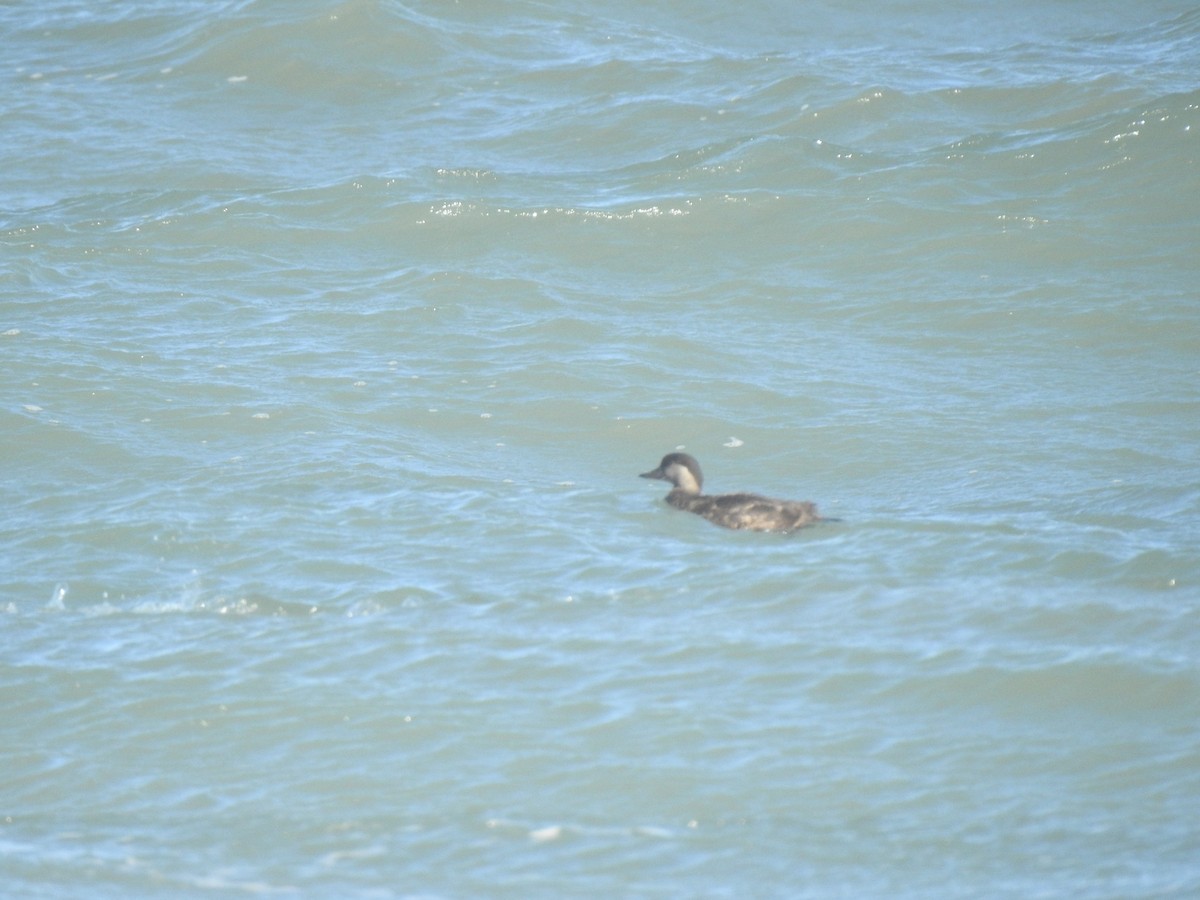 Black Scoter - ML647490481