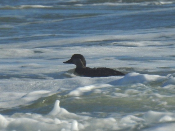 Black Scoter - ML647490482