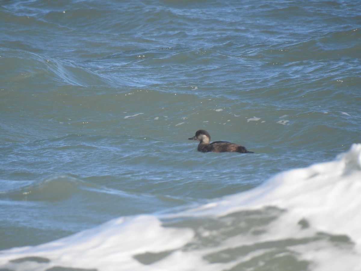 Black Scoter - ML647490483
