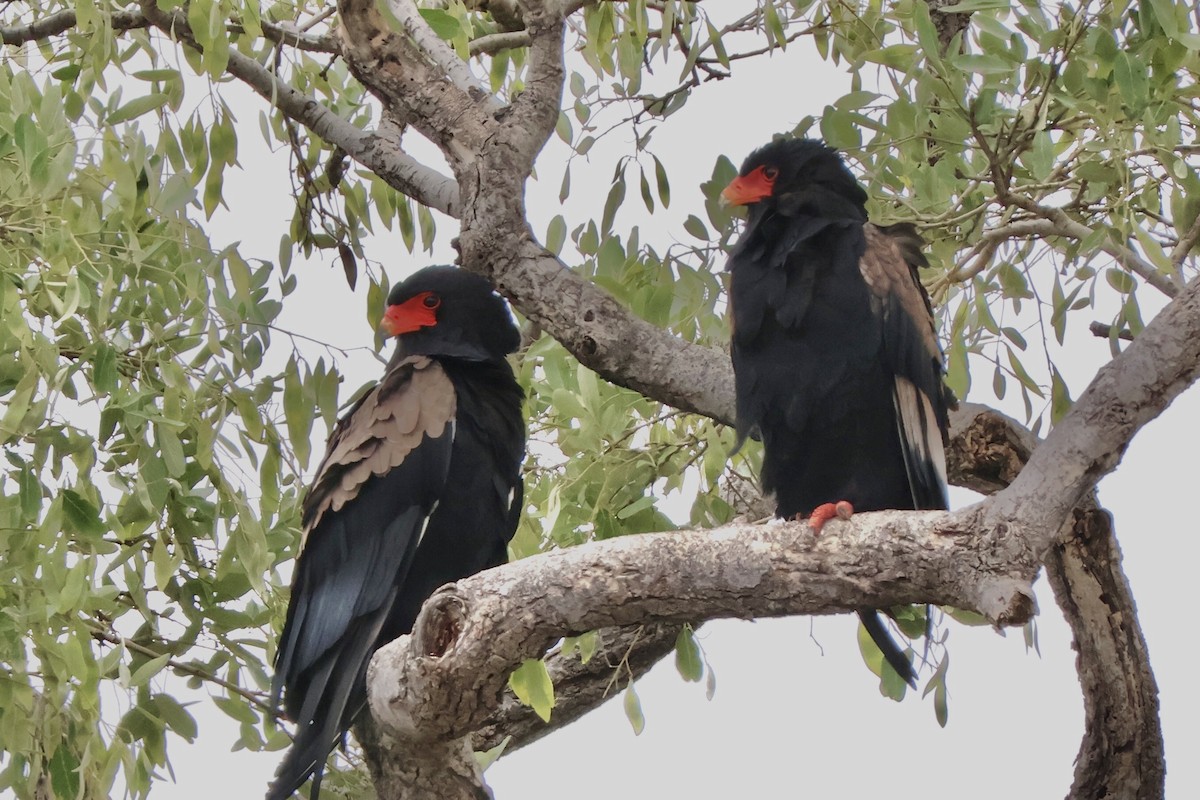 Bateleur - ML647490485