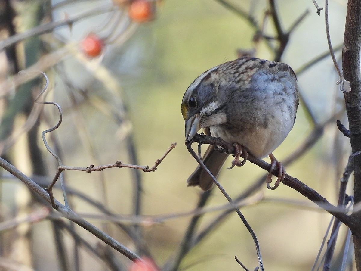 White-throated Sparrow - ML647490486