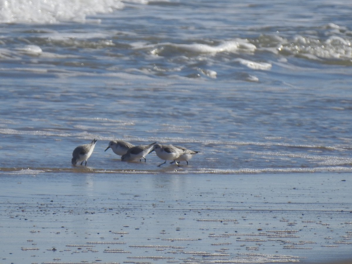 Sanderling - ML647490487